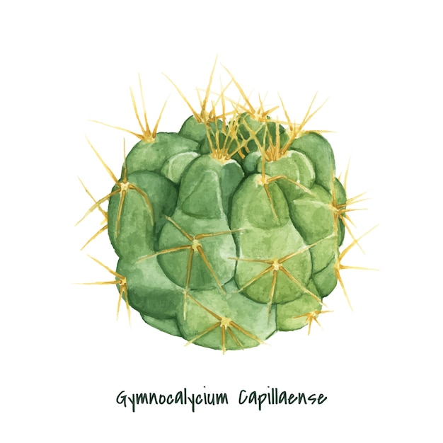 無料ベクター 手描きのgymnocalycium capillense cactus
