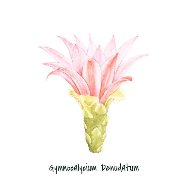 手描きのGymnocalycium denudatumスパイダーカクタス