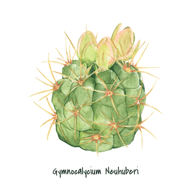 Vettore gratuito cactus disegnato a mano di gymnocalycium neuhuberi