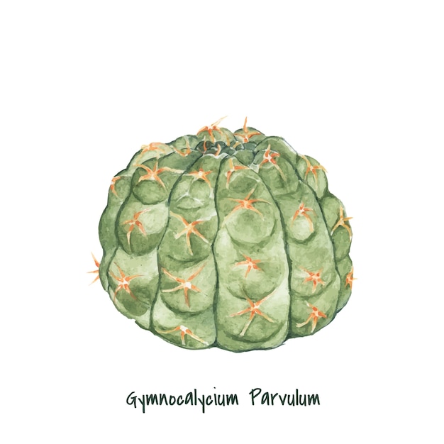 Vettore gratuito cactus di parvulum di gymnocalycium disegnato a mano