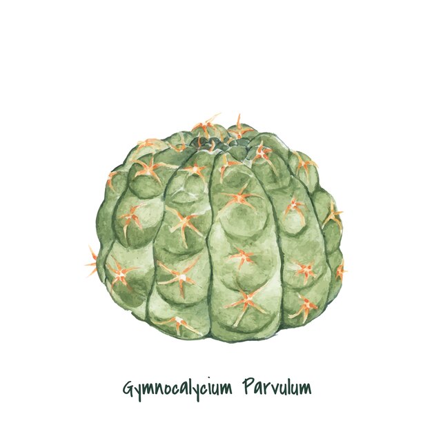 Рисованный Gymnocalycium parvulum кактус