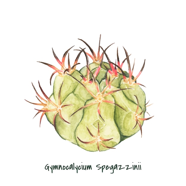 Hand drawn gymnocalycium spegazzinii cactus