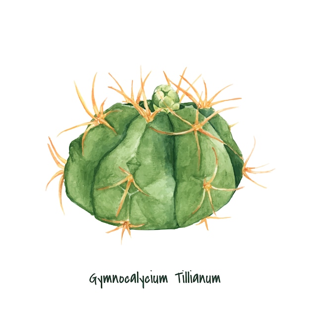 Vettore gratuito cactus disegnato a mano del gymnocalycium del tillianum