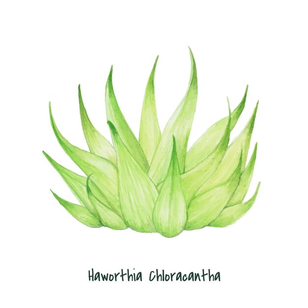 손으로 그린 haworthia chloracantha 즙이 많은