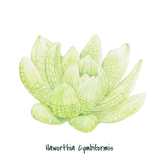 Hand drawn haworthia cymbiformis succulent