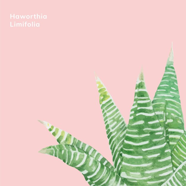 Ручная работа haworthia limifolia fairy washboard