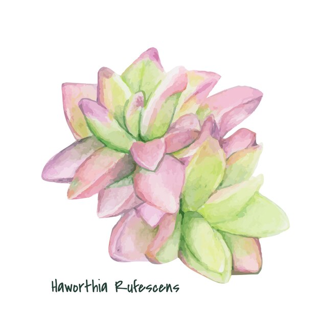 Hand drawn haworthia rufescens succulent