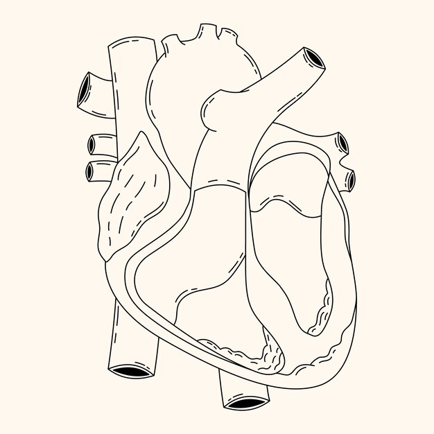 Иллюстрация рисунка сердца, нарисованная вручную