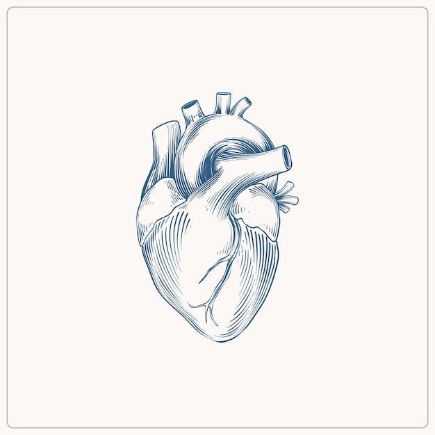 Иллюстрация рисунка сердца, нарисованная вручную