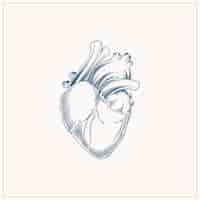 Бесплатное векторное изображение Иллюстрация рисунка сердца, нарисованная вручную