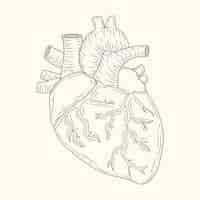 Free vector hand drawn heart drawing illustration