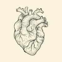 Free vector hand drawn heart drawing illustration