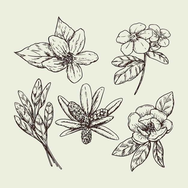 Free vector hand drawn herbs and flowers