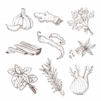 Free vector hand drawn herbs and spices set