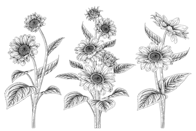 花の装飾セットをスケッチします ひまわりの絵 プレミアムベクター 花の装飾セットをスケッチします ひまわりの絵 プレミアムベクター