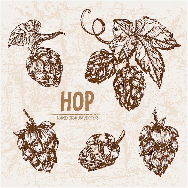 Hand drawn hop collection