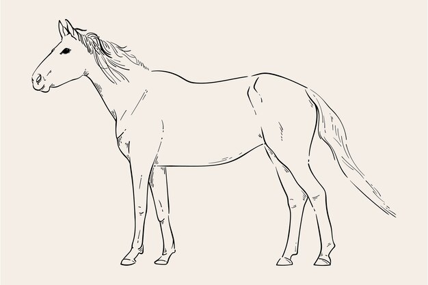 Hand drawn horse outline illustration