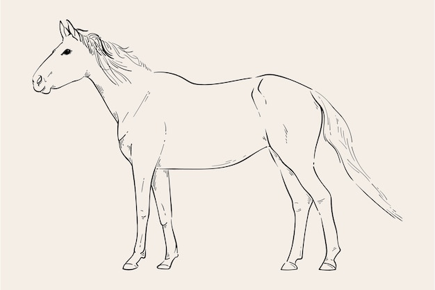 Hand drawn horse outline illustration