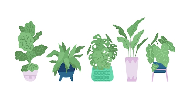 Hand drawn houseplant collection illustrated
