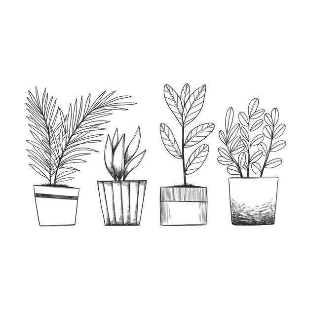 Hand drawn houseplant collection