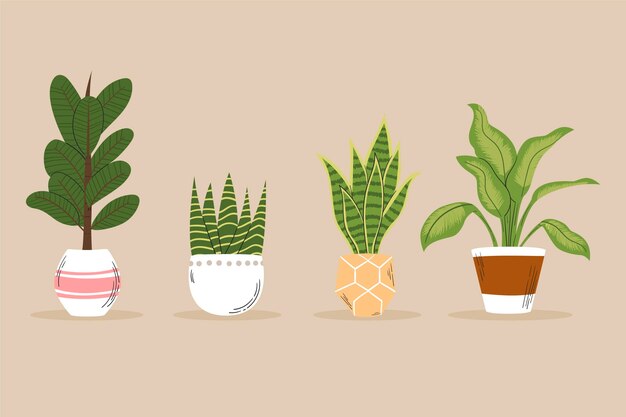 Hand drawn houseplant collection