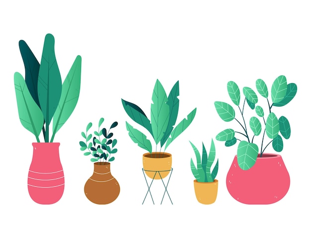 Hand drawn houseplant collection