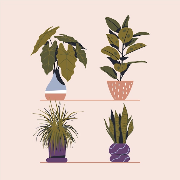 Hand drawn houseplant collection