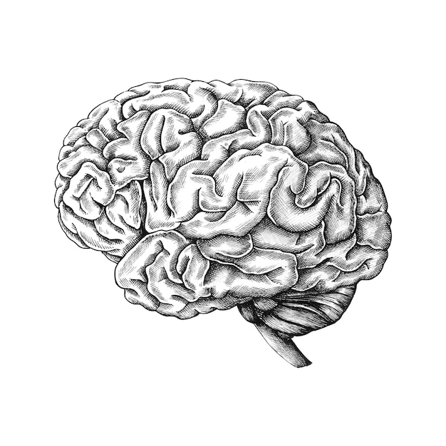 Hand drawn human brain