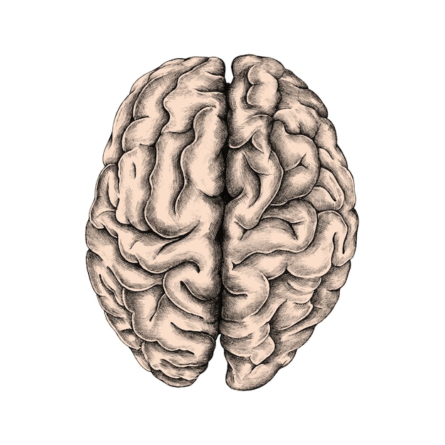 Hand drawn human brain