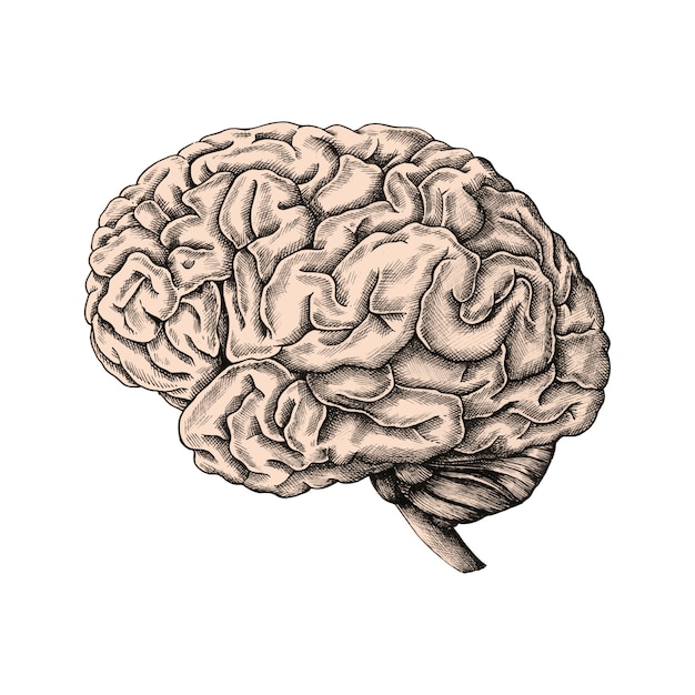 Hand drawn human brain