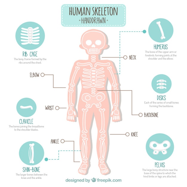 Free vector hand drawn human skeleton