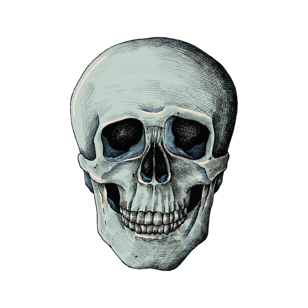 Free vector hand drawn human skull isolated