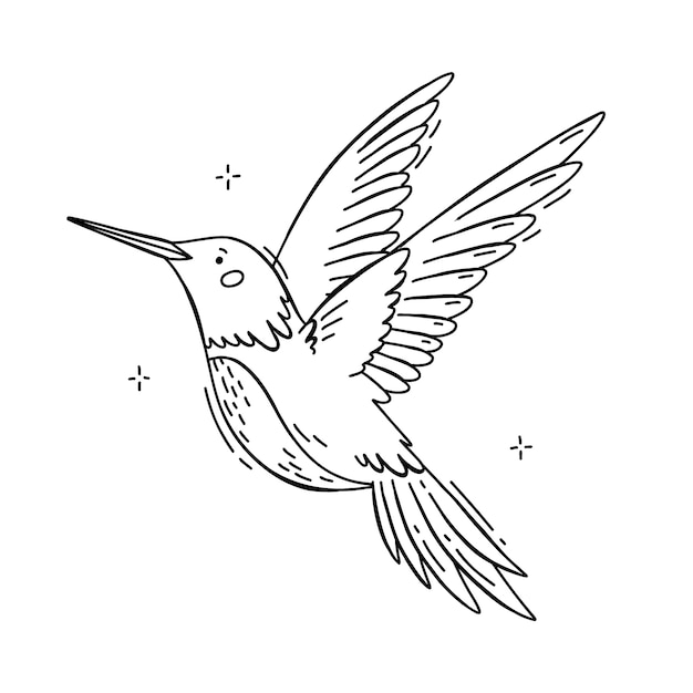 Hand drawn hummingbird outline illustration