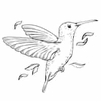 Free vector hand drawn hummingbird outline illustration