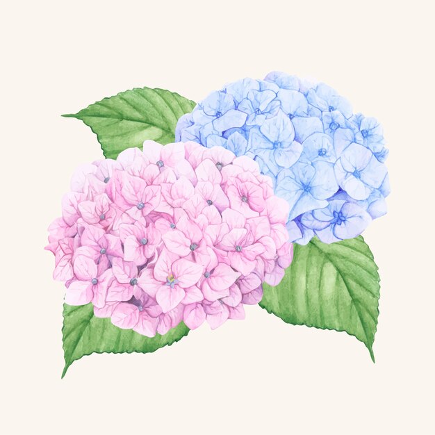 手描きのアジサイの花が孤立した