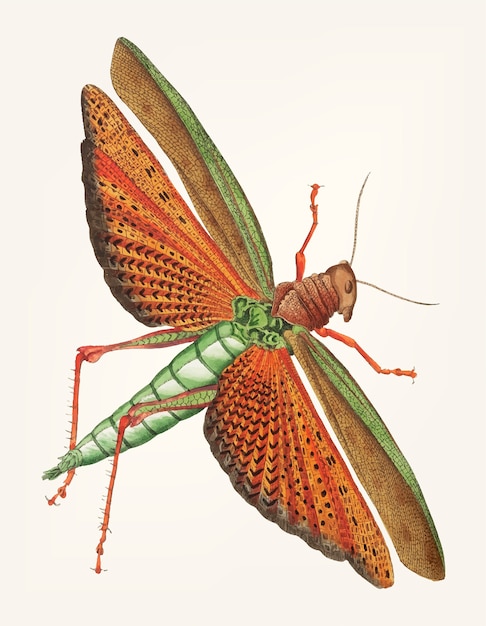 Free vector hand drawn of imperial locust