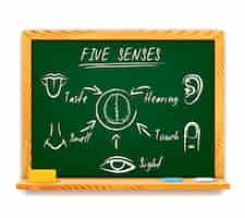 Free vector hand-drawn infographic on chalkboard of the five senses depicting sight, touch, smell, taste and hearing with arrows pointing to a human brain