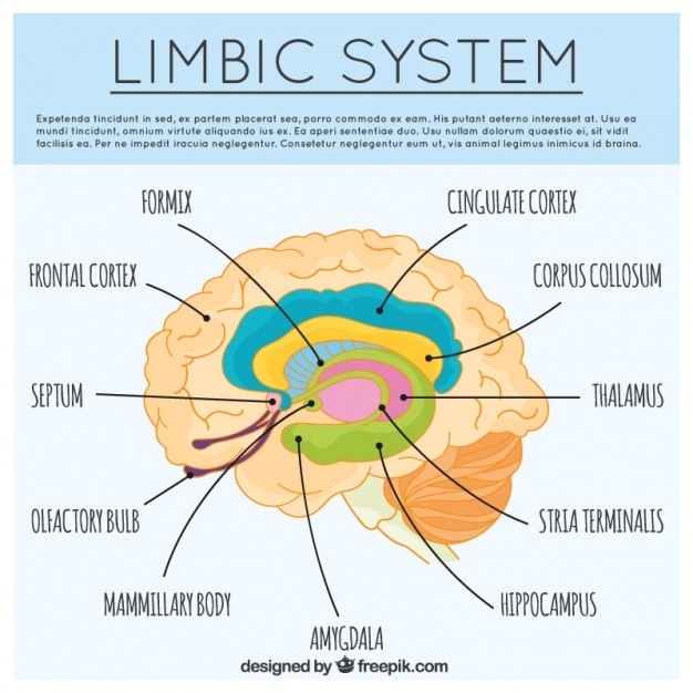 Free vector hand-drawn infographic template of brain