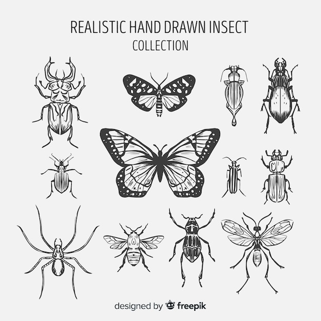 Бесплатное векторное изображение Коллекция рисованной насекомых