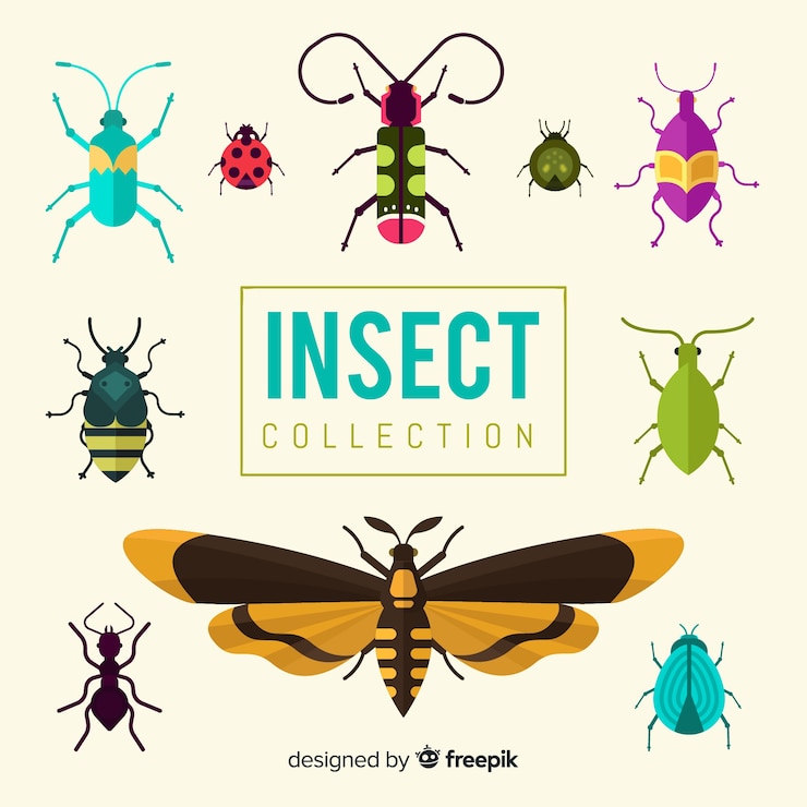Free Vector hand drawn insect collection