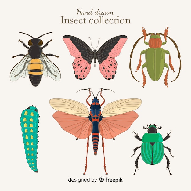 Vettore gratuito collezione di insetti disegnati a mano