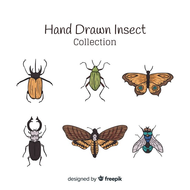 Hand drawn insect collection