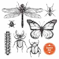 Free vector hand drawn insect set