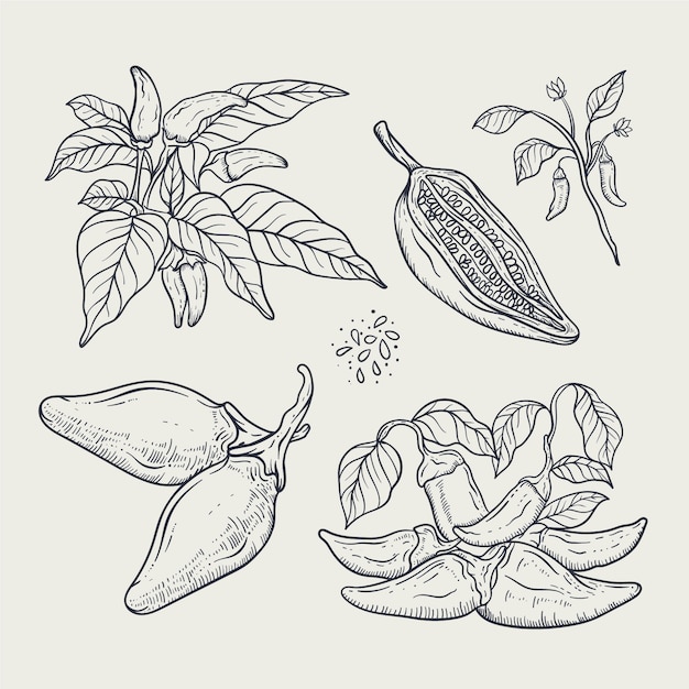 Free vector hand drawn jalapeno drawing element