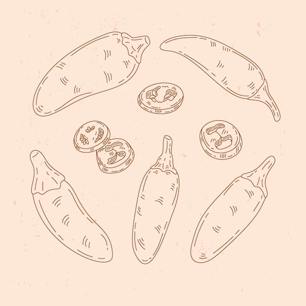 Hand drawn jalapeno drawing illustration