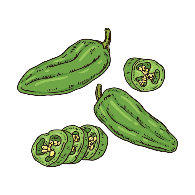 Hand drawn jalapeno drawing illustration