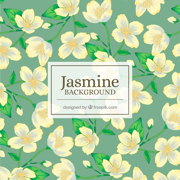 Free vector hand drawn jasmine background