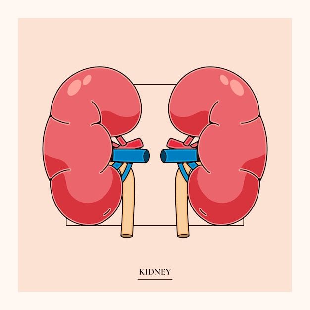 Free vector hand drawn kidney drawing illustration