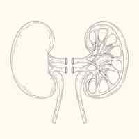 Free vector hand drawn kidney drawing illustration