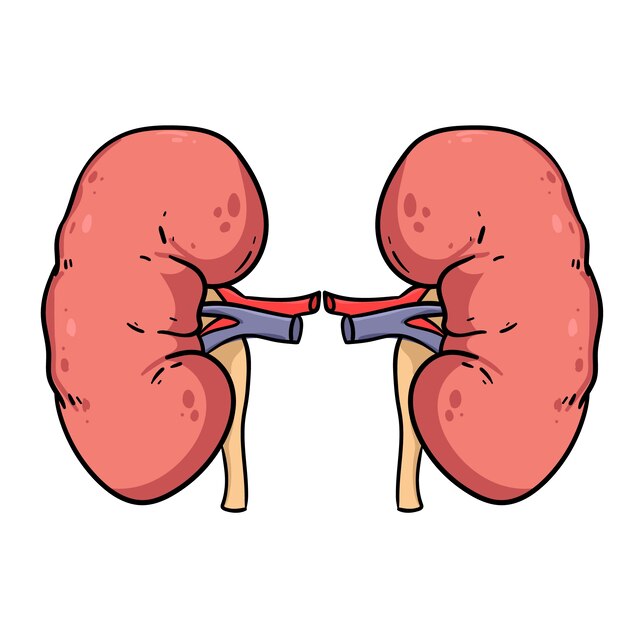 Hand drawn kidney drawing illustration